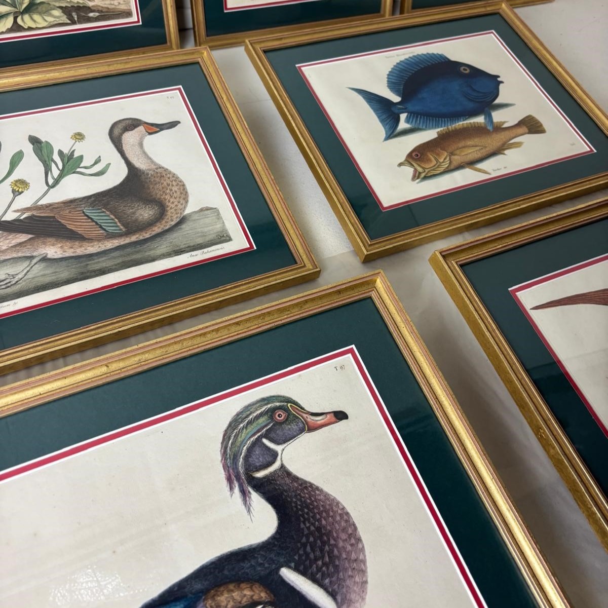 Ornithological Prints